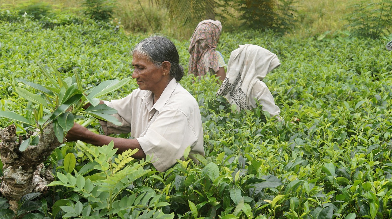 Woman harvesting tea in Sri Lanka